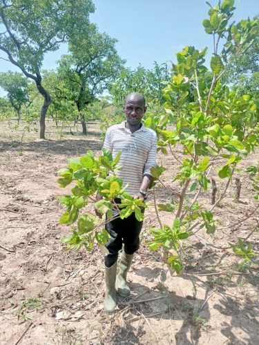 Saamana standing in his cashew farm in Yuornuur, Ghana after a successful harvest.