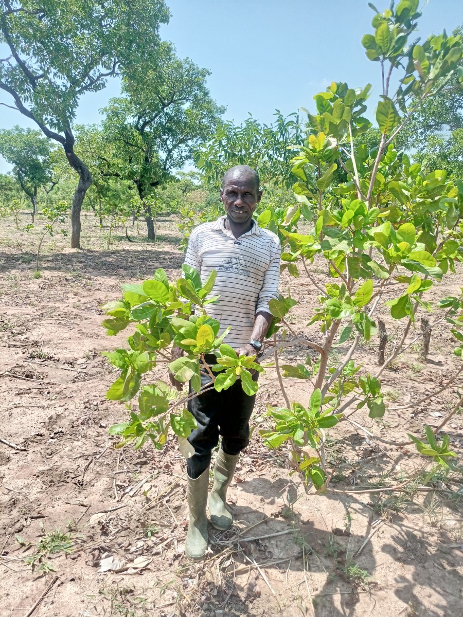 Saamana standing in his cashew farm in Yuornuur, Ghana after a successful harvest.