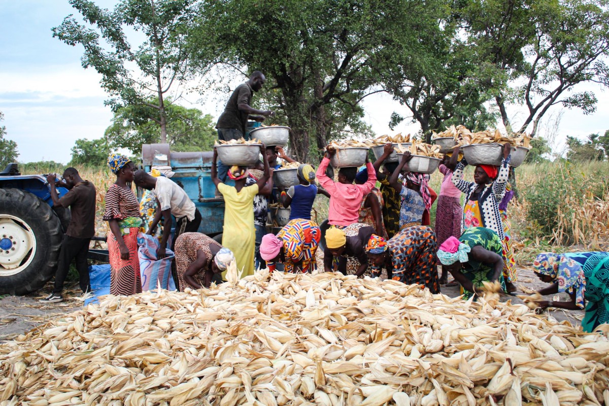 Community members and parents harvested school farm in Ghana