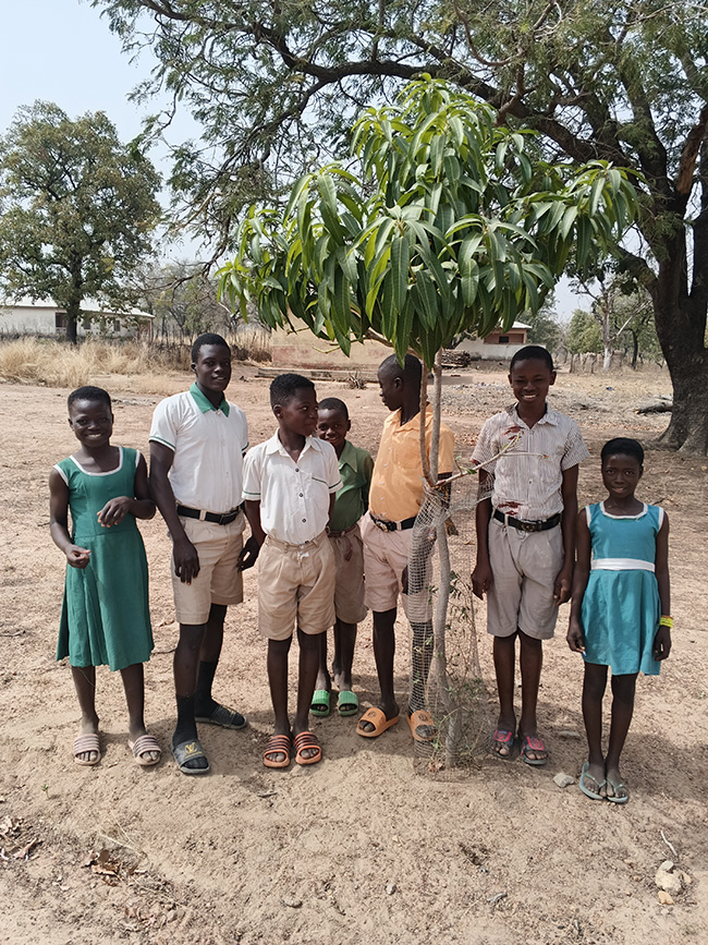 tree plant in ghana